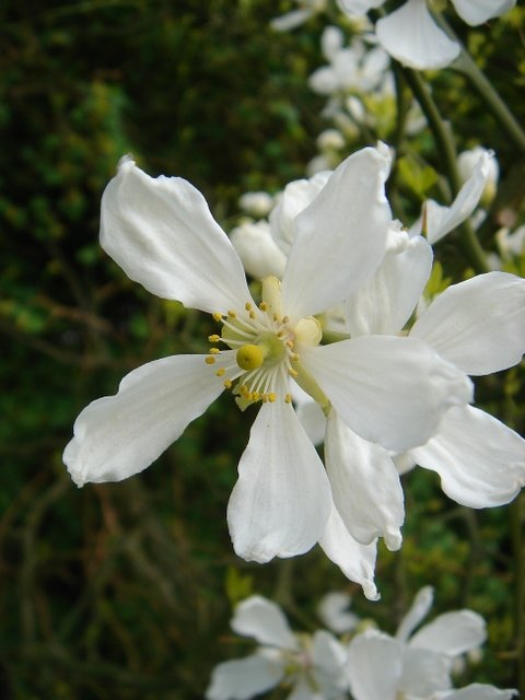 Poncirus trifoliata